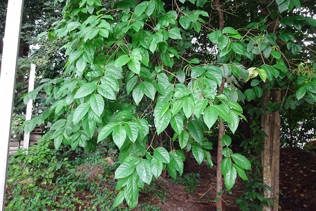 Crypteronia paniculata — DSC04780 (14)