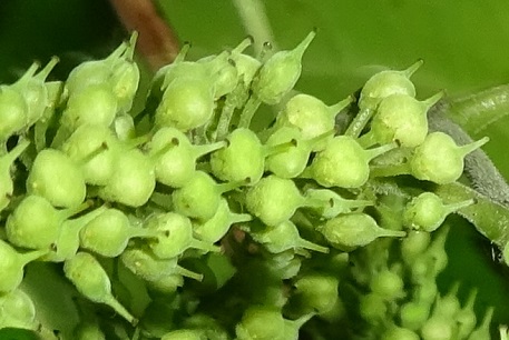 Crypteronia paniculata — DSC04784 (14)
