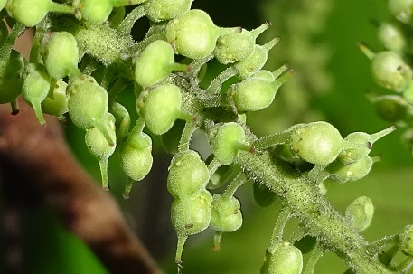 Crypteronia paniculata — DSC04785 (14)