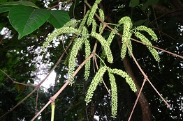 Crypteronia paniculata — Pic