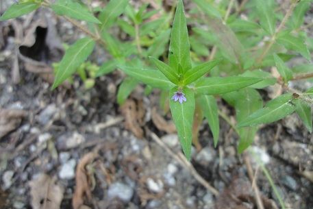 Cuphea carthagenensis — DSC05638 (12)