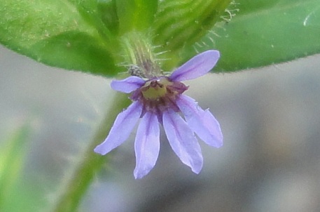 Cuphea carthagenensis — DSC05643 (12)s