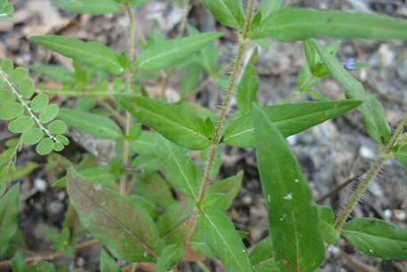Cuphea carthagenensis — DSC05644 (12)
