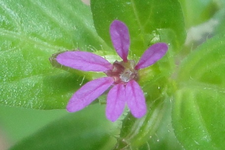 Cuphea carthagenensis — DSC07932 (12)