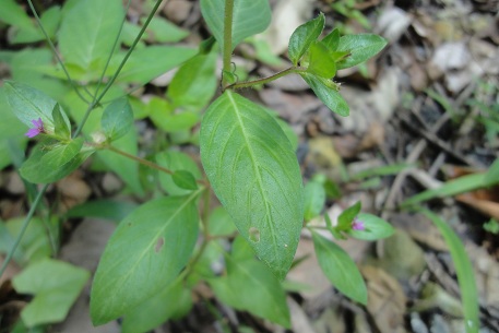 Cuphea carthagenensis — DSC07934 (12)
