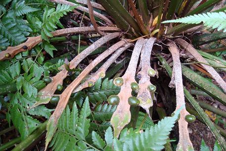 Cycas rumphii — DSC00152 (08)
