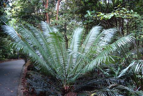 Cycas rumphii — DSC00153 (08)