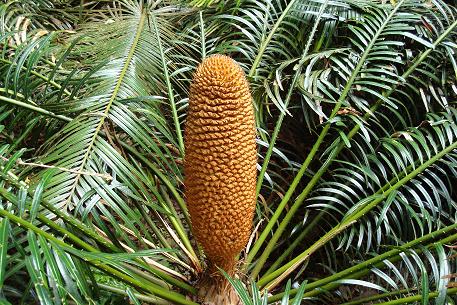 Cycas rumphii — DSC04704 (08)