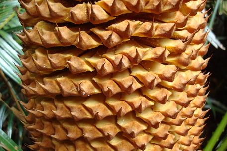 Cycas rumphii — DSC04705 (08)