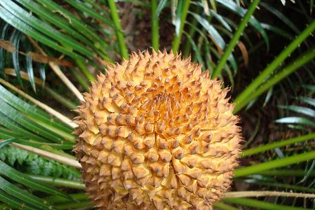 Cycas rumphii — DSC04706 (08)