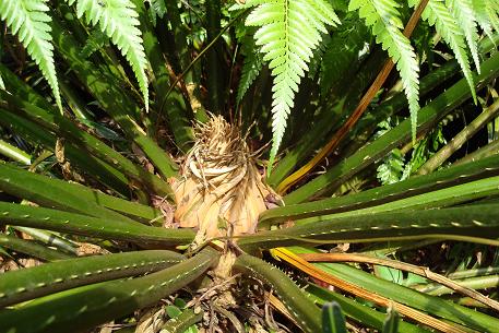 Cycas rumphii — DSC04708 (08)