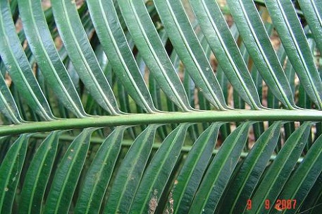 Cycas rumphii — DSC09445 (07)