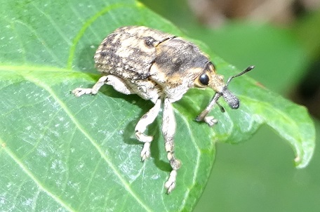 Cylindrocopturus sp — DSC01597 (14)