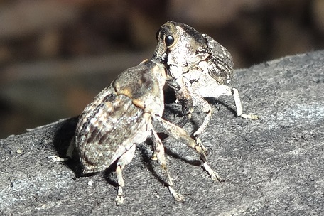 Cylindrocopturus sp — DSC03548 (13)