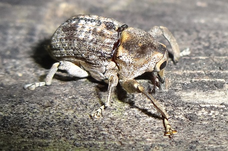 Cylindrocopturus sp — DSC03564 (13)