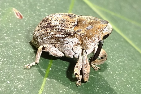 Cylindrocopturus sp — DSC03606 (14)