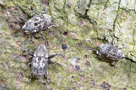 Cylindrocopturus sp — DSC04535 (14)