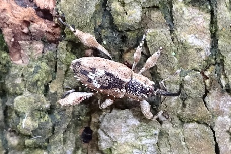 Cylindrocopturus sp — DSC04540 (14)