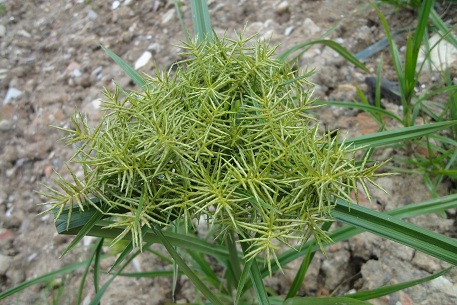 Cyperus odoratus — DSC00247 (11)
