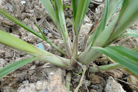 Cyperus odoratus — DSC00249 (11)