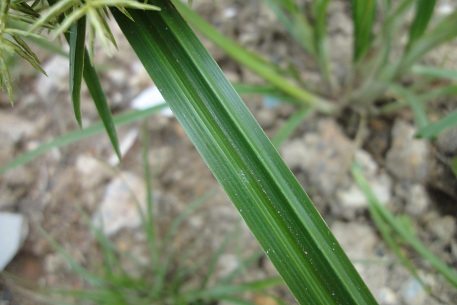Cyperus odoratus — DSC00250 (11)