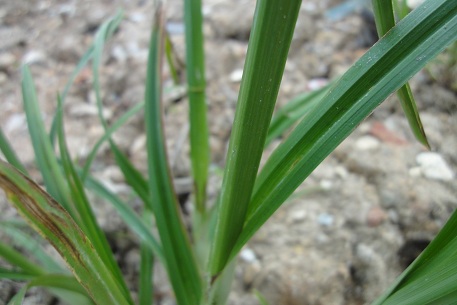 Cyperus odoratus — DSC00251 (11)
