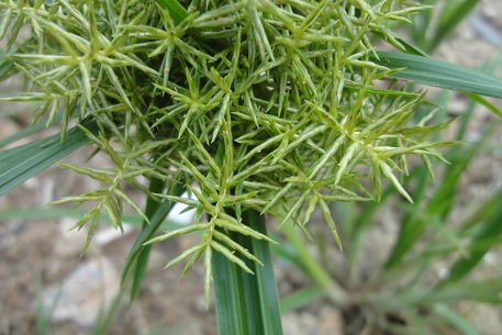 Cyperus odoratus — DSC00252 (11)