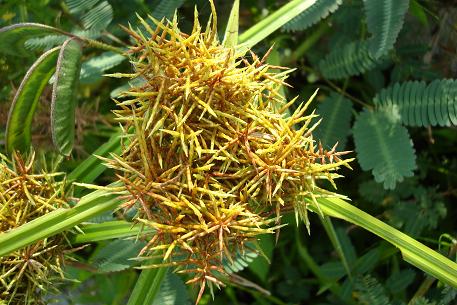 Cyperus odoratus — DSC00917 (08)