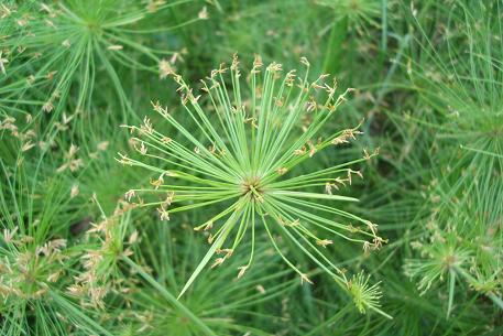 Cyperus prolifer — DSC02940 (10)
