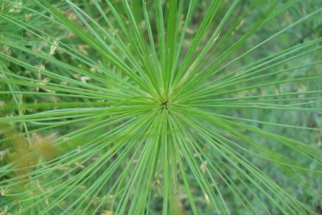 Cyperus prolifer — DSC02942 (10)