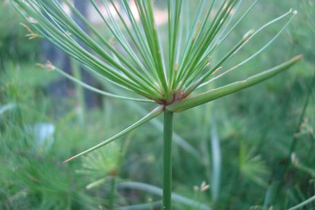 Cyperus prolifer — DSC02947 (10)