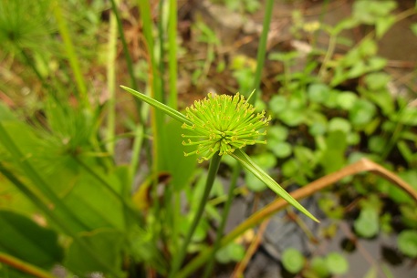 Cyperus prolifer — DSC06930 (13)