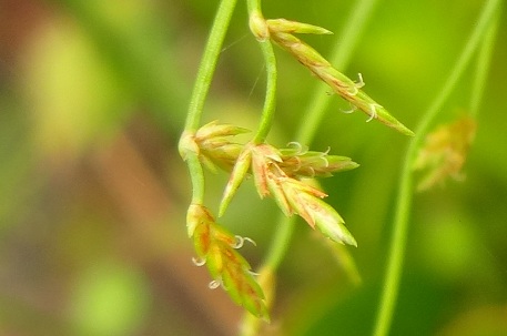 Cyperus prolifer — DSC06932 (13)s