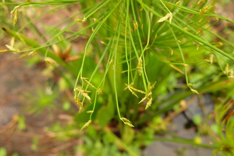 Cyperus prolifer — DSC06932 (13)