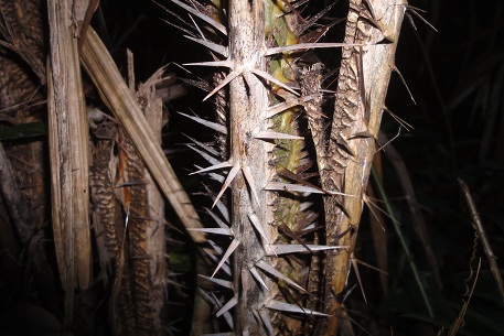 Daemonorops longipes — DSC09932 (12)