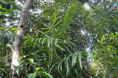 Daemonorops sabut — DSC06313 (11)