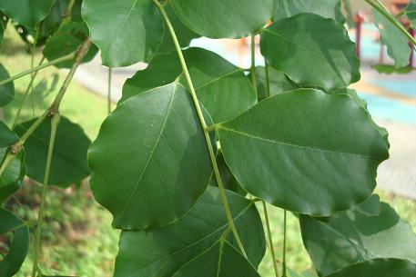 Dalbergia latifolia — DSC02782 (09)