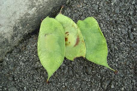 Dalbergia latifolia — DSC02785 (09)