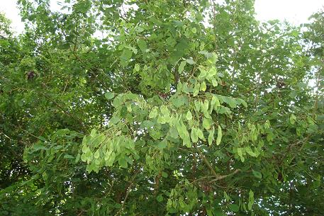 Dalbergia latifolia — DSC02792 (09)