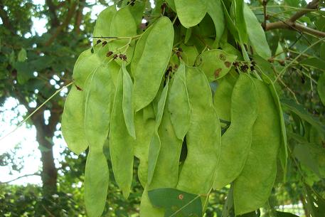Dalbergia latifolia — DSC02793 (09)