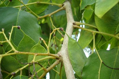 Dalbergia latifolia — DSC02795 (09)
