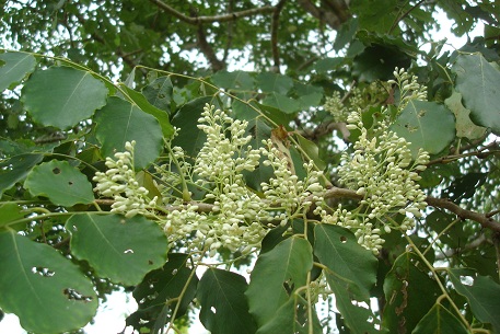 Dalbergia latifolia — DSC04630 (10)