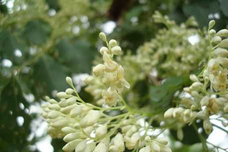 Dalbergia latifolia — DSC04633 (10)
