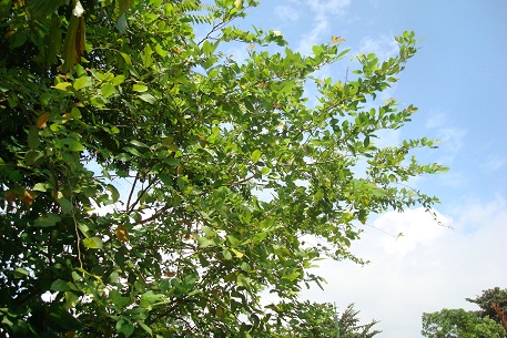 DSC05150 (10)
