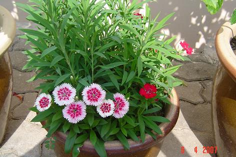 Dianthus chinensis — DSC06044 (07)