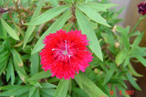 Dianthus chinensis — DSC08616 (07)