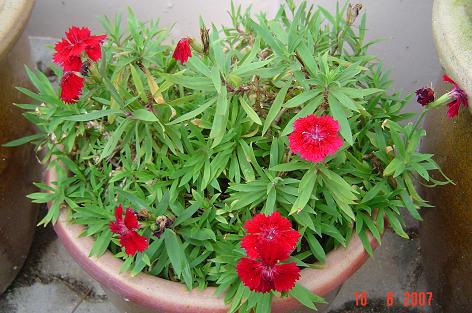 Dianthus chinensis — DSC08618 (07)