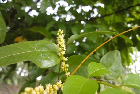 DSC00557 (11)