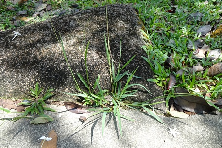 Digitaria longiflora — DSC02054 (12)
