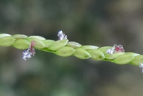 Digitaria longiflora — DSC02079 (12)
